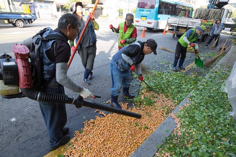 A team from the Jung-gu district office working to remove ginkgo fruit from a tree in Jahamun Road near Gyeongbok Palace in downtown Seoul last Wednesday. The team can clear 10 to 15 trees a day.