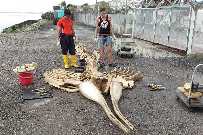 Curator Marcus Chua (left) and conservator Kate Pocklington at work preparing the whale skeleton.