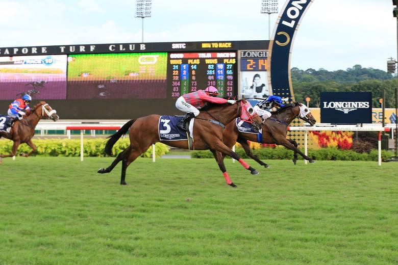 Cooptado (No. 7), with jockey Shafiq Rizuan astride, holds on to win the Longines Singapore Gold Cup yesterday over a late-charging Fastnet Dragon ridden by Alan Munro.