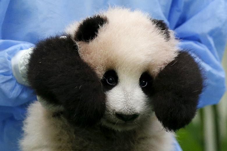 Malaysia's own panda cub finally made its long-awaited debut - three months after its birth - in front of dozens of cameras. And like a true diva, the female cub looked unfazed by all the attention. The baby of giant pandas Liang Liang and Xing Xing 