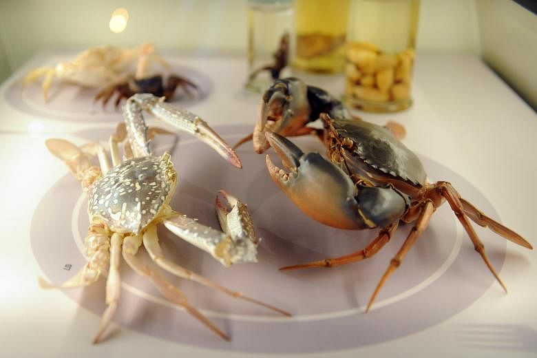 Swimming crabs were all thought to be part of one species until a 2010 study by researchers here showed otherwise.