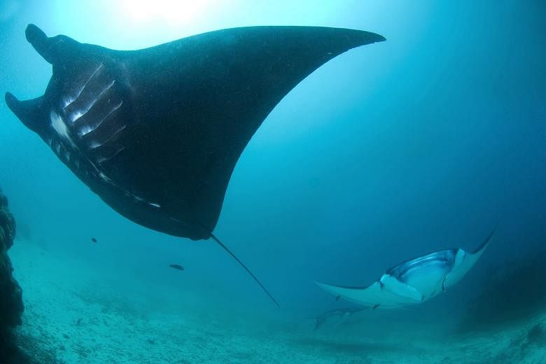 Giant pacific manta rays in the waters off Raja Ampat, Indonesia. A research team tagged 33 manta rays with GPS-enabled satellite in four regions of Indonesia, including Raja Ampat.