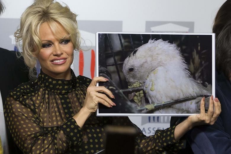 Actress Pamela Anderson's appearance in Parliament set off a media scrum.