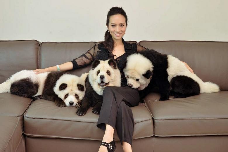 Ms Jiang said she used a safe and approved dye to paint black patches on her chow chows' white fur, adding that a patch test was done before it was applied, to ensure that her dogs were not allergic to it.