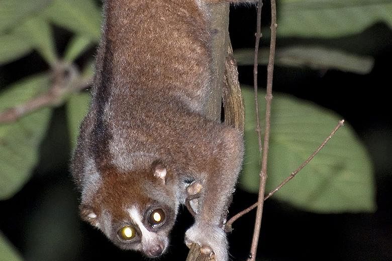 The Central Catchment Nature Reserve is the abode of rare mammals such as (from left) the Horsfield's flying squirrel, Sunda pangolin, the lesser mousedeer and the Sunda slow loris (below).