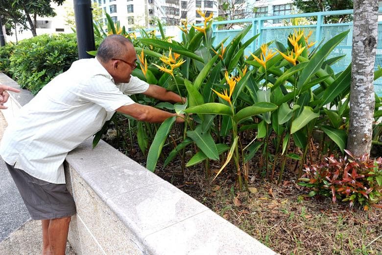 Retiree Tay Kim Sia showing how he found a newborn boy buried with a plastic bag around his neck in a roof-top garden in Eunos in 2011.