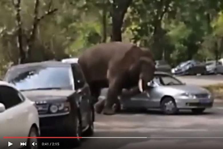 A screengrab of a video showing the elephant on a rampage. Zhusunya, a male Asian elephant which had lost a fight over a mate, wandered out of a national park and onto a road in Yunnan province. It damaged 14 cars last Friday, and another four over t