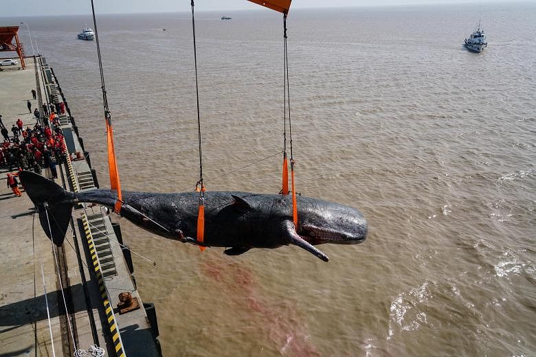 A dead sperm whale being hauled ashore at a port in Rudong county in China's eastern province of Jiangsu yesterday. The 16m-long, 25-tonne mammal was found beached in the area on Sunday by local fishermen. It was already dead. Another dead sperm whal