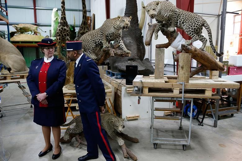 Customs officers standing in front of stuffed leopards in a taxidermy hall at Paris' natural history museum yesterday as part of a fight against the trafficking of protected species. French Customs, which seized seven stuffed animals last year, deliv
