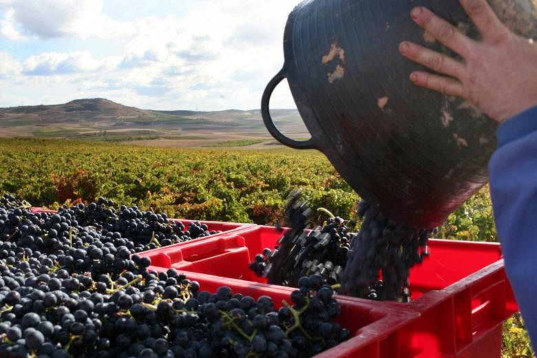 A worker loads a basket into a truck at a vineyard in Spain. Global warming has changed the way wine grapes grow.