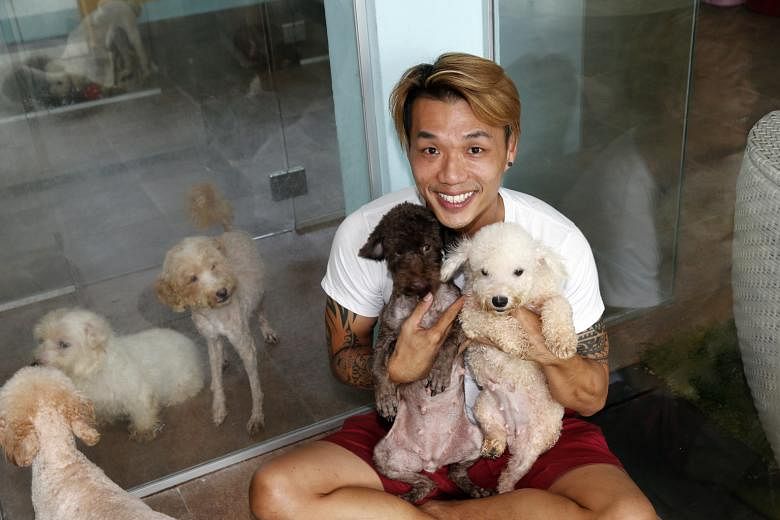 Voices for Animals president Derrick Tan with some of the rescued dogs at a temporary boarding facility in Bukit Timah. The 18 dogs were left in various places on Wednesday and Thursday last week, such as an industrial park in Yishun, and in Tampines