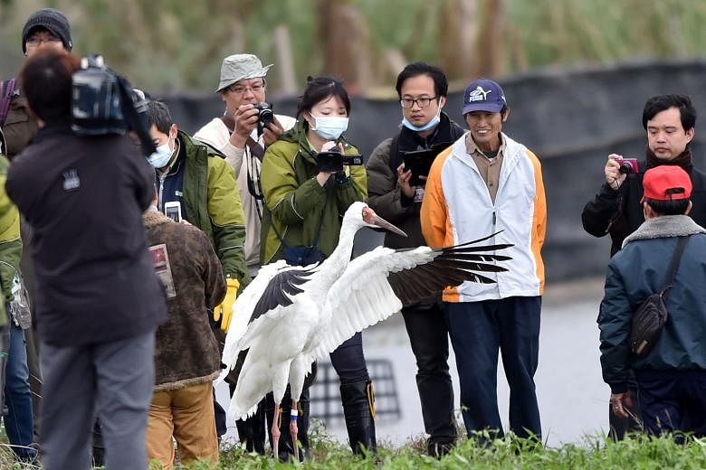 The Siberian crane being released in the Jinshan rice fields last year after getting lost in Taipei. The bird made the wetlands its home after making a wrong turn on its migratory journey in 2014.
