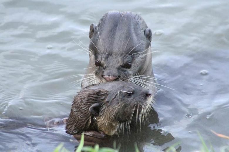 Pictures posted on Facebook by user Fast Snail last Saturday showed an otter pup in distress as others tried to remove a fishing line caught close to its right eye. The pictures are believed to have been taken at Kallang Basin. Members of the public 