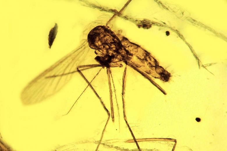 This mosquito Culex malariager, discovered in the Dominican Republic and preserved in amber, is infected with the malarial parasite Plasmodium dominicana. Ranging from 15 million to 20 million years old, it is the oldest known fossil showing Plasmodi
