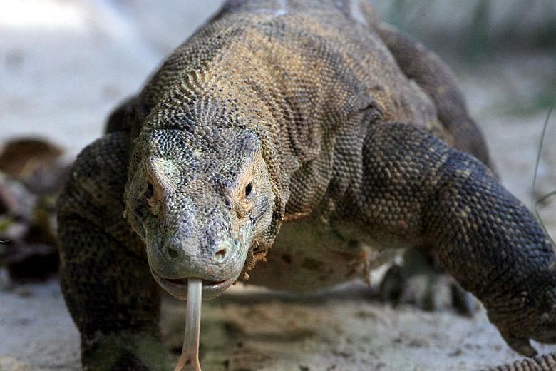 The most popular reptiles included the Komodo dragon, the Gila monster and the leatherback sea turtle.