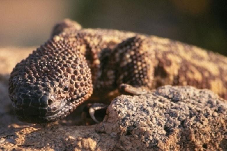 The most popular reptiles included the Komodo dragon, the Gila monster and the leatherback sea turtle.
