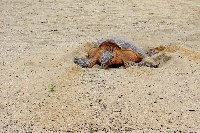 A hawksbill turtle laying between 80 and 120 eggs in broad daylight on Tanjong Beach at Sentosa. ABOVE: Turtle eggs, believed to be of the hawksbill or green variety, were found on Jurong Island. LEFT: A hawksbill hatchling is rescued and redirected 
