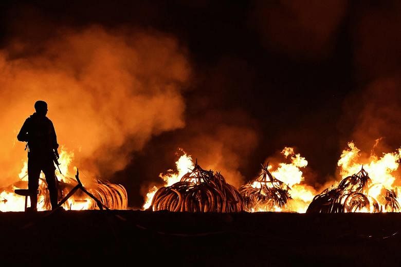 Illegal stockpiles of elephant tusks set on fire in Nairobi National Park last month. As of 2013, the elephant population in Africa had fallen to about 400,000, from about 1.3 million in 1979, because of demand for ivory.