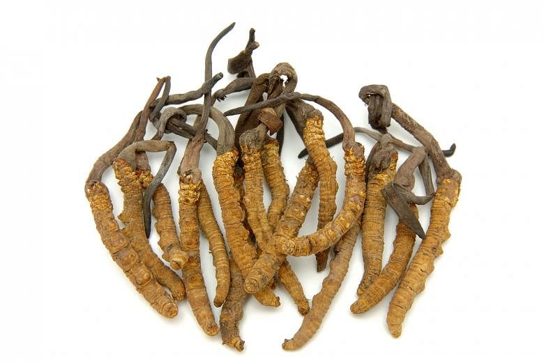 Cordyceps is one of the herbs used in traditional Chinese medicine.