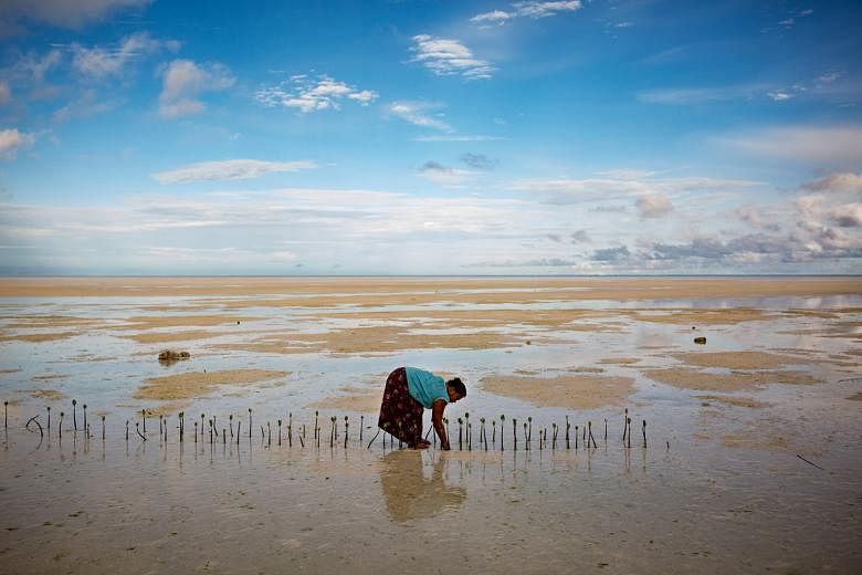 A villager tending to month-old mangrove trees that she planted to slow erosion in North Tarawa, Kiribati. Pacific island nations are among the world's most physically and economically vulnerable to climate change. Pastor Tean Rube of the Kiribati Un