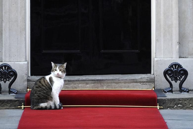 Larry the Cat is the only member of the Downing Street household who does not have to move out.