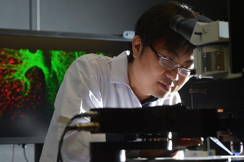 Dr Ng Lai Guan, principal investigator at the Singapore Immunology Network (A*Star), in his laboratory, with a coloured image of a bone marrow niche behind him. He uses the latest scientific imaging technologies to study how immune cells behave in th