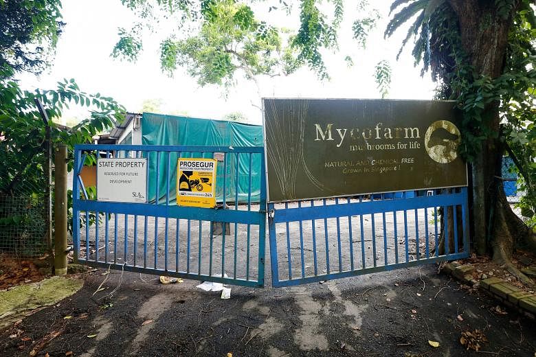 When ST visited Mycofarm Mushroom in Seletar West Farmway in June, there was no sign of farming activity - just a notice (left) saying the site was state property and reserved for future development.