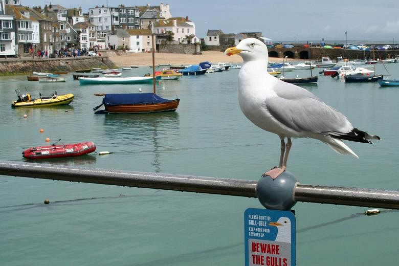 St Ives, a popular seaside resort in south-west England, could see a tourist boom as a weak pound prompts more Britons to opt for a holiday at home instead of going abroad.