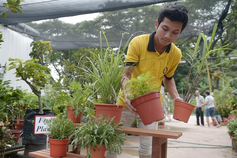 Mosquito- repelling plants sold at nurseries include (clockwise from upper row far left) Pelargonium, lemongrass, peppermint, citronella, lavender and rosemary. A sign at Far East Flora lists Pelargonium graveolens, lemon balm, rosemary, citronella, 