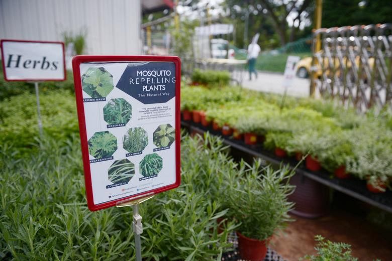 Mosquito- repelling plants sold at nurseries include (clockwise from upper row far left) Pelargonium, lemongrass, peppermint, citronella, lavender and rosemary. A sign at Far East Flora lists Pelargonium graveolens, lemon balm, rosemary, citronella, 