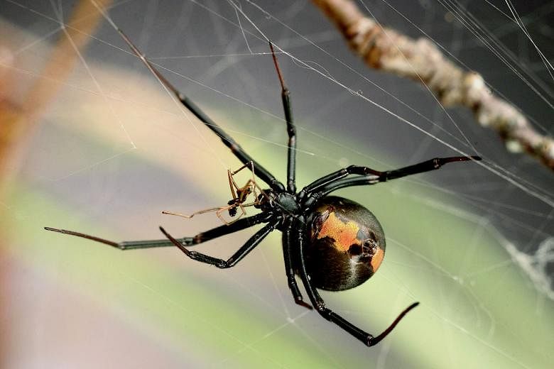 Above left: An adult female Australian redback spider with a dead male near her mouthparts. Above right: An adult male brown widow approaching a female (in upper corner). Many males get to copulate once in their life before being eaten - sometimes du