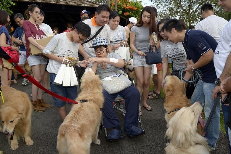 Ophthalmologist Dr Leo arranged a birthday party for Isaac (in wheelchair) after learning about his wish to pet golden retrievers. About 100 of the dogs showed up for the party at the Botanic Gardens on Sept 17.