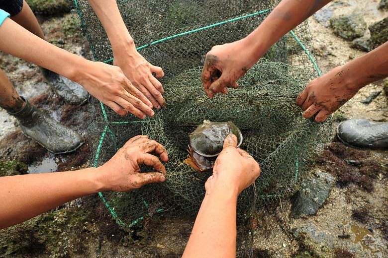 Nature Society (Singapore)'s Horseshoe Crab Rescue & Research programme saves horseshoe crabs trapped in abandoned nets.