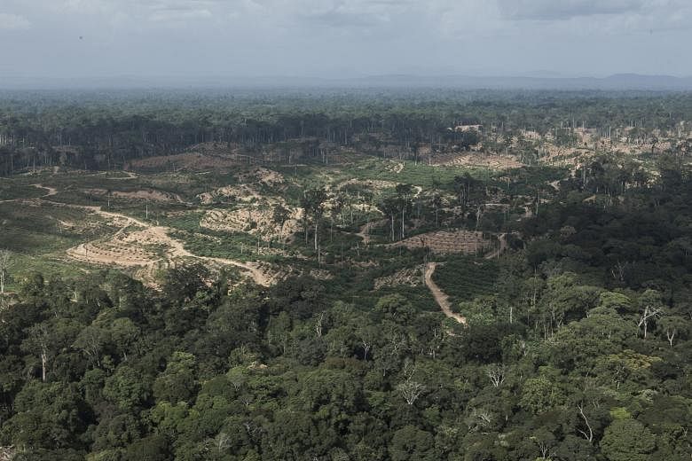 View of what are said to be Olam International's oil palm plantations in Gabon. The palm oil player is developing two projects in the African nation, both joint ventures with its government. Analysis by two NGOs found that Olam has cleared about 20,0