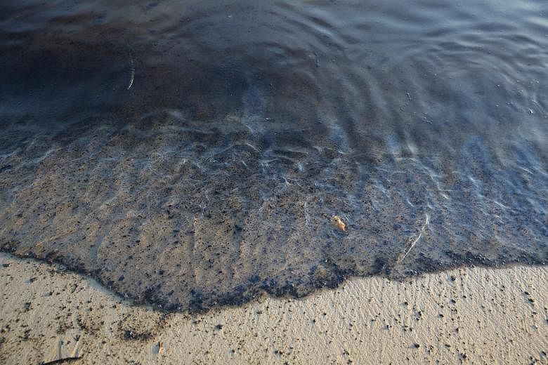 Right: The sand, which is contaminated with oil spilt after two vessels collided in Johor waters on Tuesday. Far right: Fish farm operations manager Timothy Ng estimated that his fishery has lost 20kg of stock as a result.