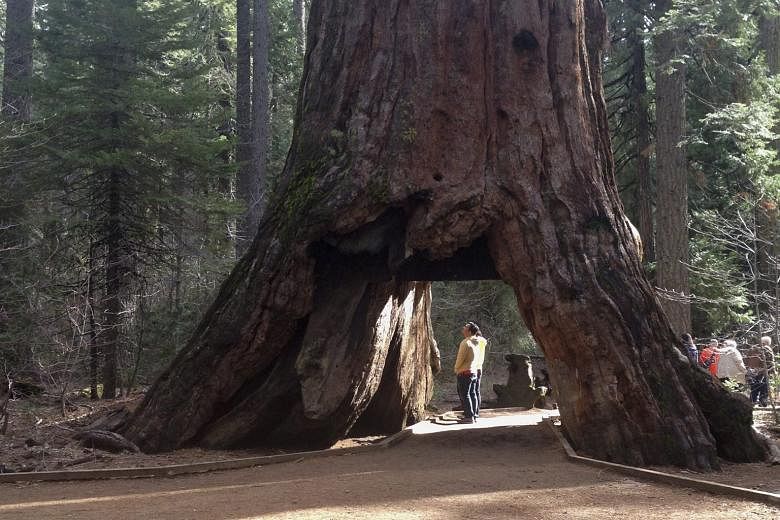 The giant sequoia with a hollowed-out tunnel (far left) was left in pieces (above) after it fell in the Calaveras Big Trees State Park.