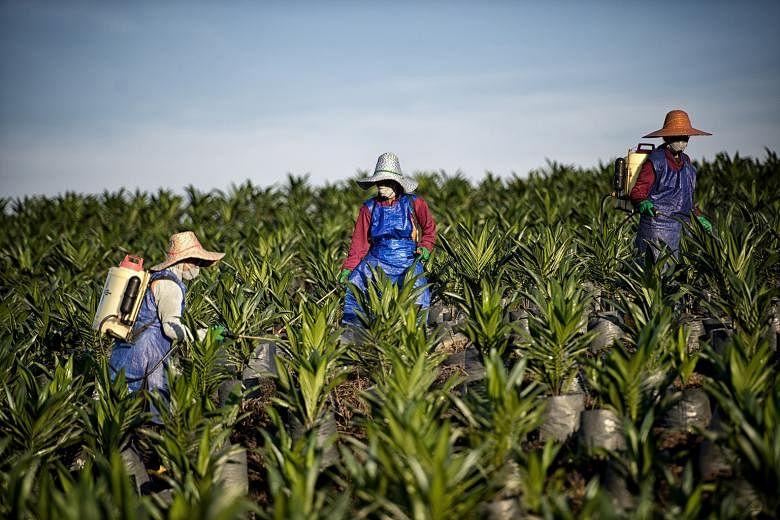 Workers at Wilmar's Sabah plantation. The firm's net profit for the 12 months dipped 5 per cent to US$972.2 million from a year earlier, while revenue was up 6.8 per cent to US$41.4 billion as greater sales volume was partly dragged down by lower com