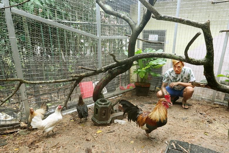 Mr Tan with some of the rescued birds at the aviary he built for them in Bukit Timah. He hopes to house them there until he can find people to adopt them. Strict AVA guidelines are being followed to prevent any transmission of diseases.