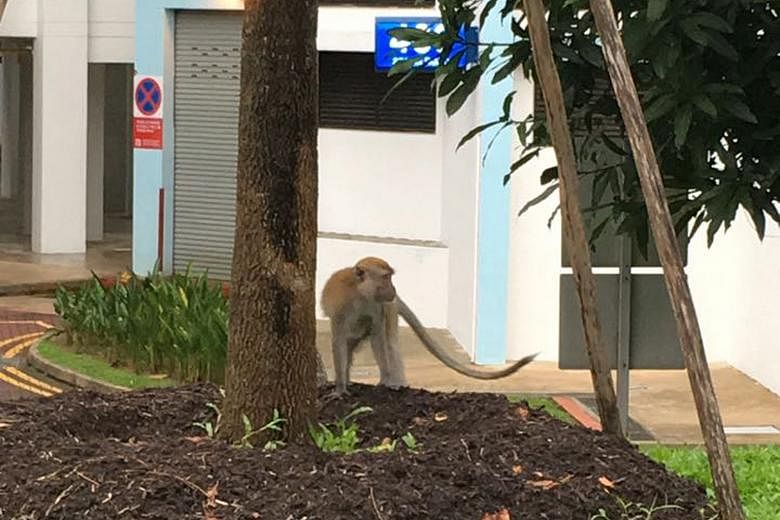 A monkey, spotted at the Segar area in Bukit Panjang yesterday, has been terrorising residents in the estate by stealing their food and even biting them.