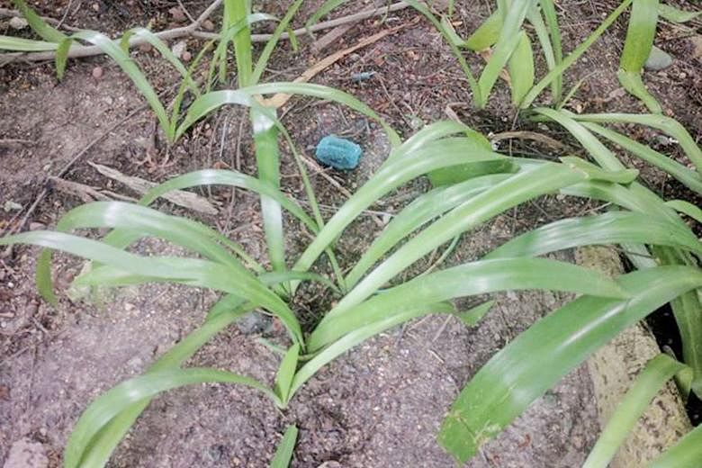 Above: A blue rat poison block found along the Singapore River by Ms Amy Parsons, whose dog fell ill after eating one.