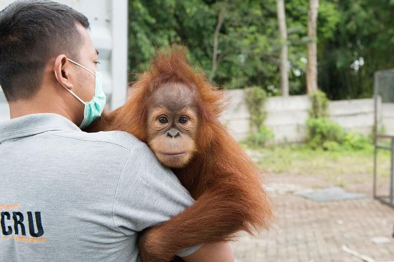 Orangutan Information Centre founder Panut Hadisiswoyo with an orang utan rescued from an amusement park. 