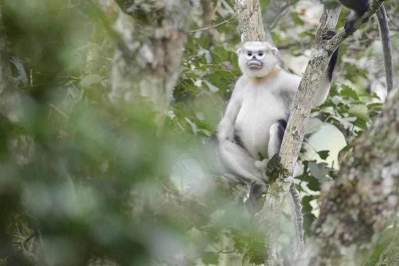 The Tonkin snub-nosed monkey can be found in only about four small sites in north-east Vietnam. 