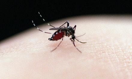 The feared Aedes mosquito that transmits the dengue virus. The number of new dengue cases is continuing to fall, with 306 reported last week. -- ST FILE PHOTO: ALPHONSO CHAN