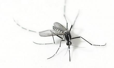 An adult Aedes albopictus mosquito at the Environmental Health Institute. The dengue fever epidemic appears to be on the decline, but the spread of another mosquito-borne disease is still going strong.&nbsp;-- ST PHOTO: ASHLEIGH SIM
