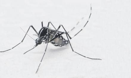 The Aedes albopictus mosquito is the primary vector for chikungunya here. For a while, the dengue-like disease had seemingly been eradicated, but this year's outbreak has put paid to hopes of its demise.