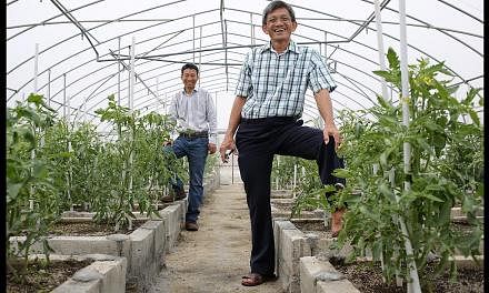 Mr Ang (right) was sold the organic dream by his partner, Mr Zhang Aimin (left), a former Chinese national who became a Singaporean 15 years ago. Their
 5ha farm in Lim Chu Kang now produces about 100kg of vegetables a day, distributed to about 10 or