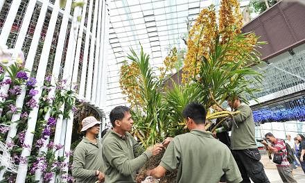 Installation of the world's largest species of orchid, the Tiger Orchid (Grammatophyllum speciosum), at the Flower Dome of Gardens by the Bay on Aug 11 2014, as part of the competition orchids to be showcased at the Singapore Garden Festival from Aug