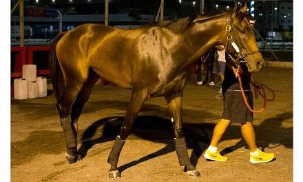 SIA Cup candidate Cooptado is the first to arrive for 2015 SIA Cup at Singapore Turf Club, Kranji on May 2, 2015. -- PHOTO: SINGAPORE TURF CLUB&nbsp;
