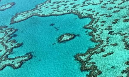 An aerial view of the Great Barrier Reef off the coast of the Whitsunday Islands, along the central coast of Queensland. -- PHOTO: AFP