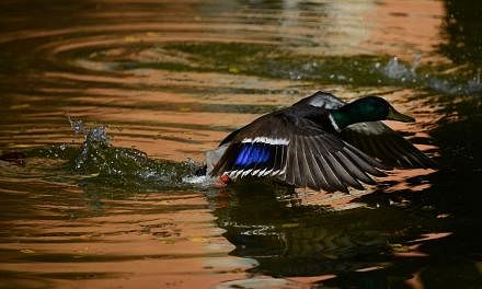 A duck takes off from a pond in a public garden in Rome on April 2, 2015. Mexican environmental authorities filed an animal cruelty complaint on Wednesday against a ritual in which participants rip off the heads of live ducks.&nbsp;-- PHOTO: AFP&nbsp